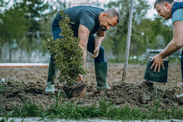 The Steps Involved in Our Tree Care Process in Redland, TX